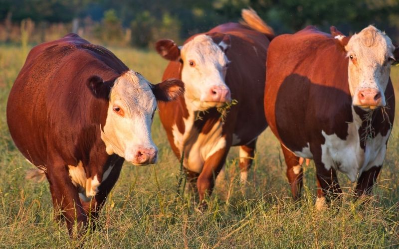 Registered Herefords - FD Riley and Son, Inc